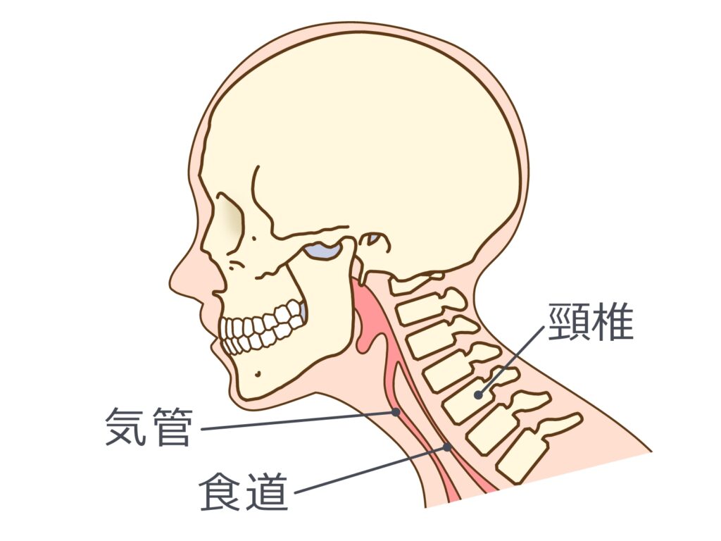 首を細くする マッサージ セルフケア方法 頸椎