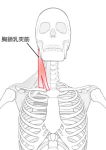 首を細くする マッサージ セルフケア方法 胸鎖乳突筋