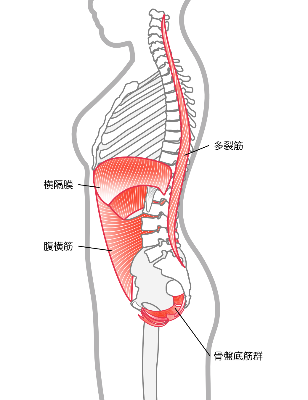 腰痛 ピラティス 効果 インナーマッスル