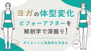 ヨガの体型変化ビフォーアフターを解剖学で深掘り！ダイエットに効果的な方法も