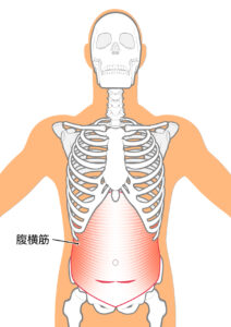 40代 ヨガ 効果 腹横筋