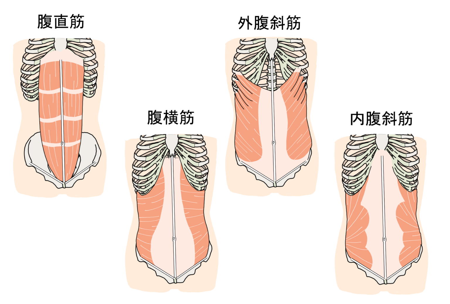 胸より肋骨のほうが前に出ているかチェック!肋骨の引き締めに効果的な方法まで - ピラティススタジオ『ルルト』