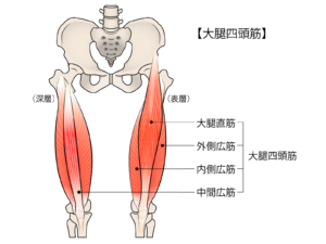 Ｏ脚 足首から曲がっている 原因 対処法 大腿四頭筋