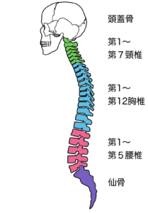 背骨の図解