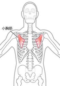 ストレートネック　小胸筋