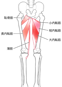 Ｏ脚 足首から曲がっている 原因 対処法 内転筋群